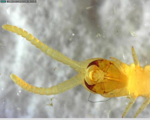 Stigmatogaster subterranea